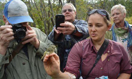 Good year for bird numbers