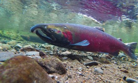 Recreational sockeye fishery opens Friday on Osoyoos Lake