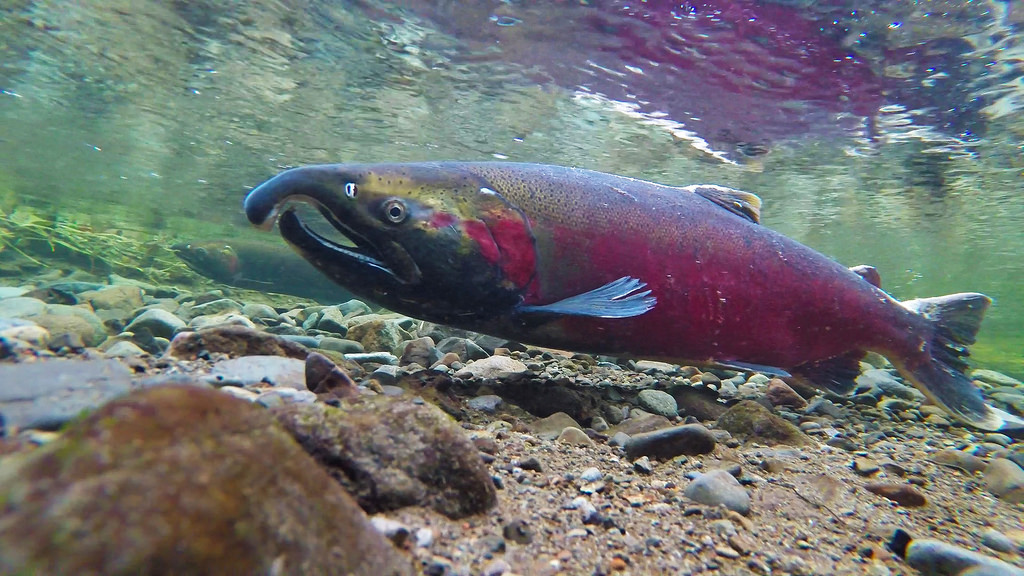 Recreational sockeye fishery opens Friday on Osoyoos Lake