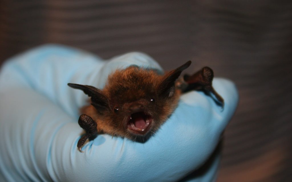 Public urged to manage bats wisely in buildings