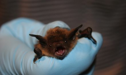 Public urged to manage bats wisely in buildings