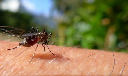 Less standing water means fewer mosquito bites, says Interior Health