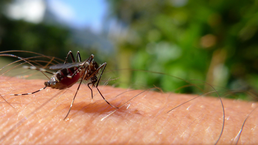 Less standing water means fewer mosquito bites, says Interior Health