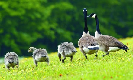 Town continues with goose cull