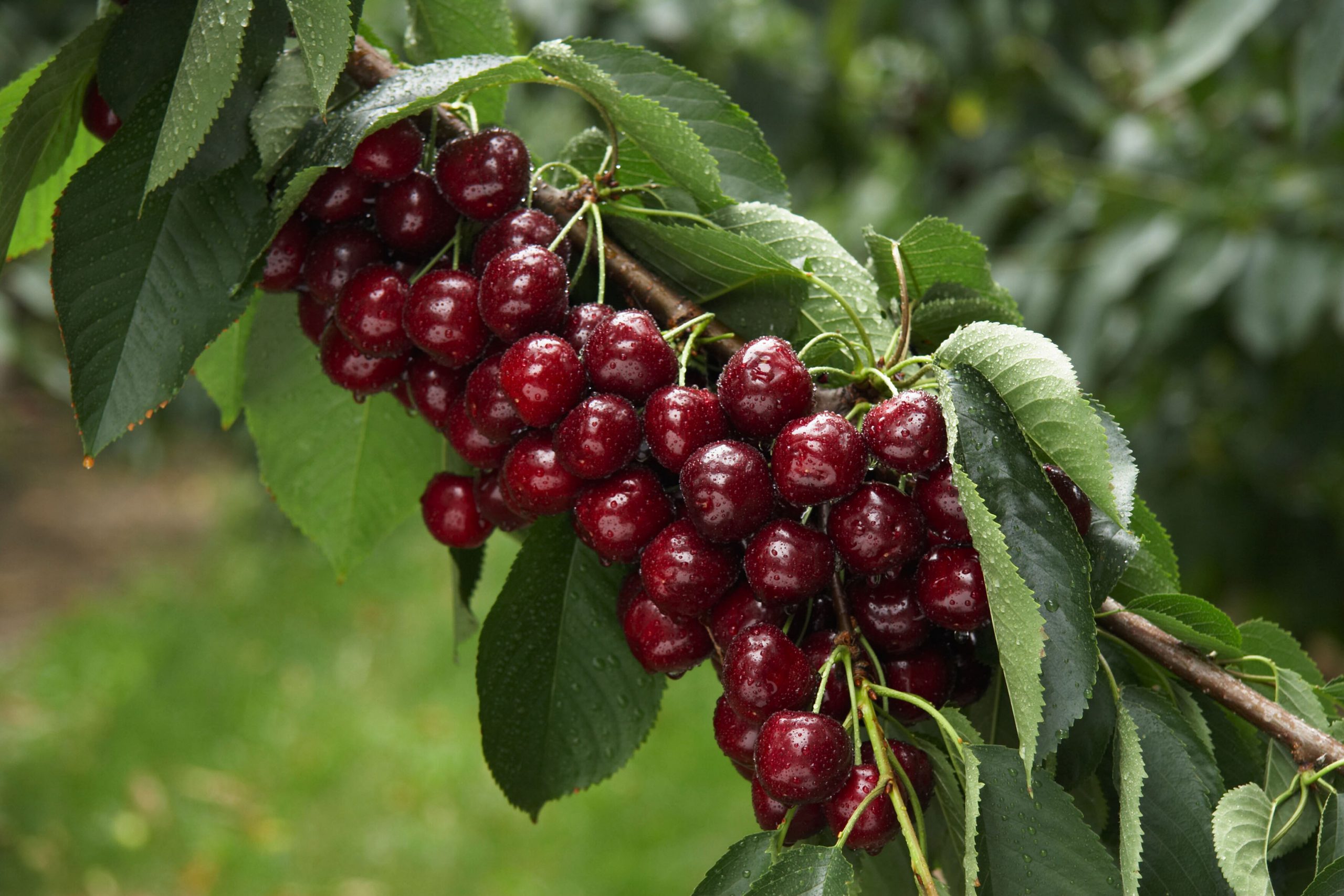 EU import changes could impact Okanagan cherry growers TimesChronicle.ca