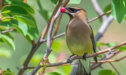 Oliver man wins first place in wildlife photo contest