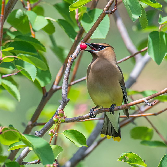 Oliver man wins first place in wildlife photo contest