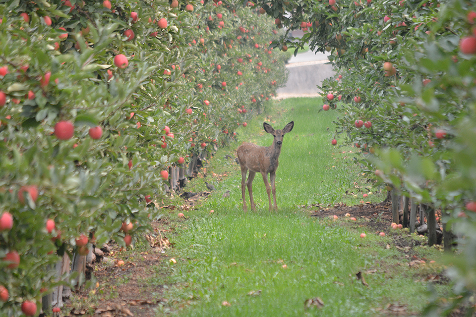 Fruit growers feel 'helpless' against marauding deer TimesChronicle.ca