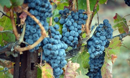 Winemakers, fruit growers watching smoke with wary eye