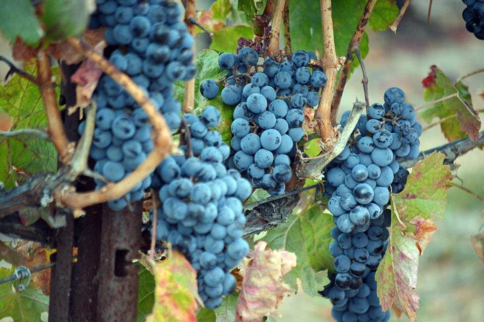 Winemakers, fruit growers watching smoke with wary eye