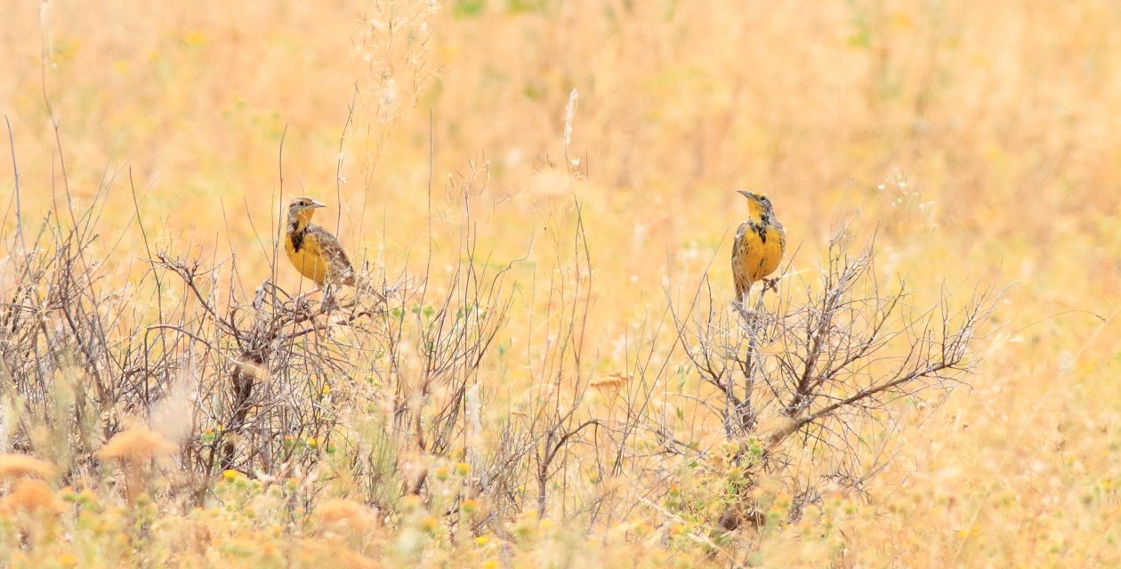 South Okanagan residents invited to take part in photography gig