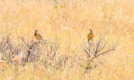 South Okanagan residents invited to take part in photography gig