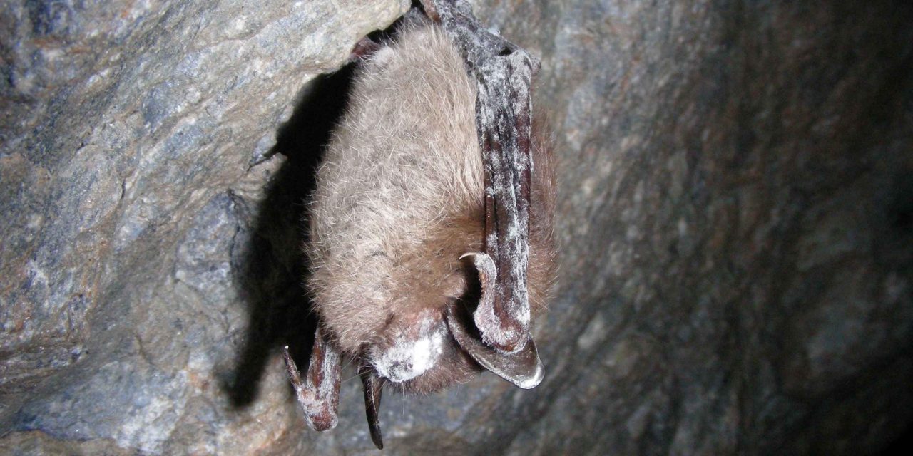 Public help needed to monitor spread of deadly bat disease