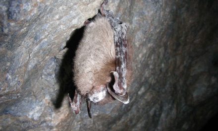 Public help needed to monitor spread of deadly bat disease