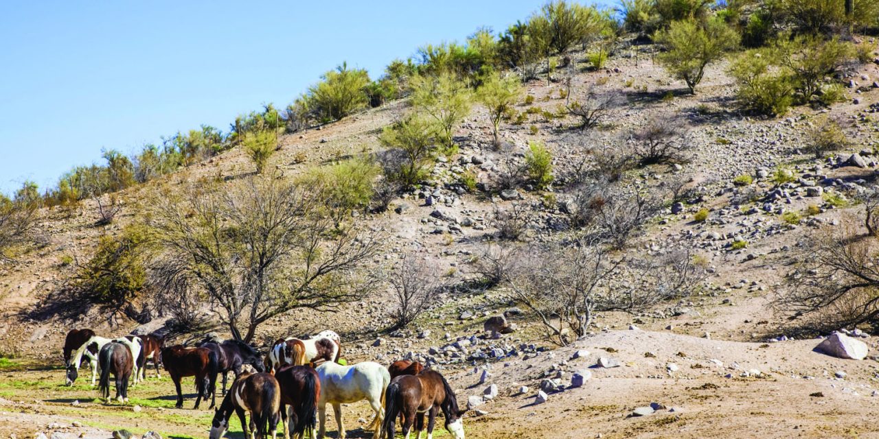 Looking Back: If horses could talk