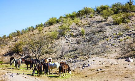 Looking Back: If horses could talk