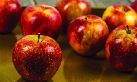 OPINION: Life is a bowl of sweet cherries, rotten apples