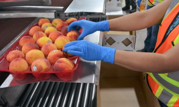 Growers respond to wage hike
