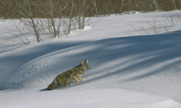 Fur-Bearers offering $1,000 award over trapping
