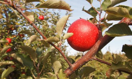 Agriculture economist to study farm worker wages