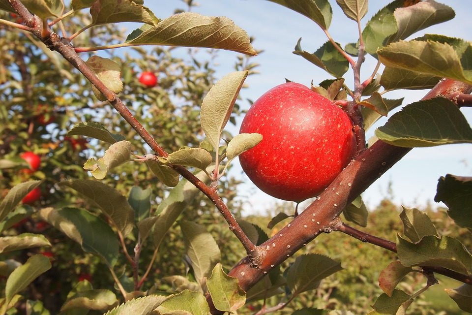 B.C. tree fruit funding supports new growers and sector competitiveness