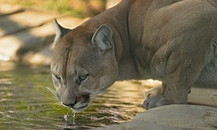 Cougar spotted in Oliver