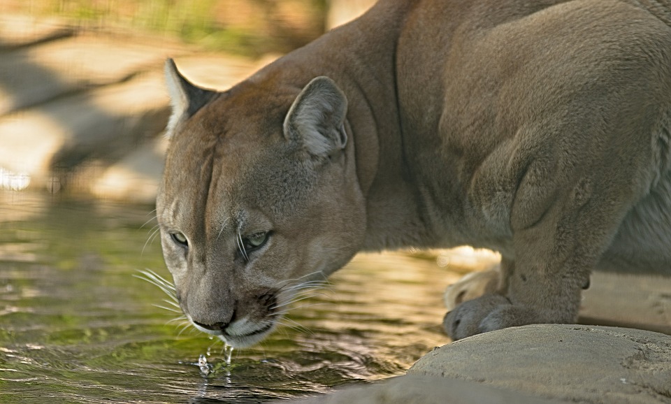 Cougar spotted in Oliver