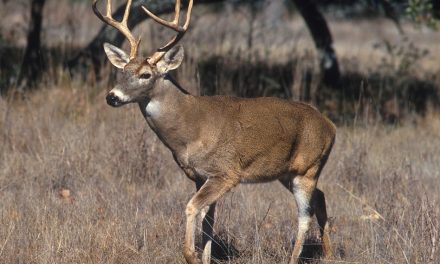 EDITORIAL: Time for a deer cull, don’t you think?