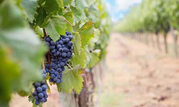 B.C. wine industry gets sustainability certification