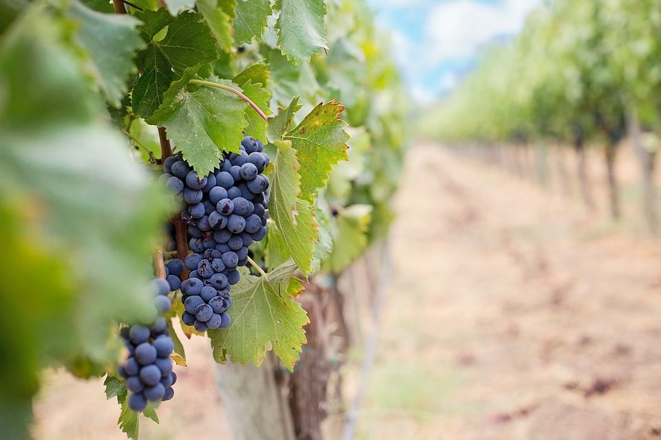 The Fruit & Vine: January 31