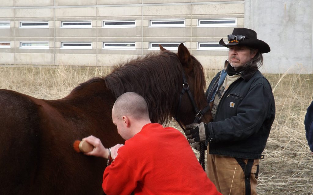 Inmates to gain horse sense, therapeutic benefits from new program