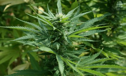 Huge marijuana facility proposed in Oliver