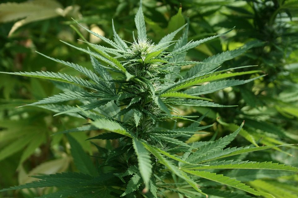 Council to consider not allowing cannabis production on ALR