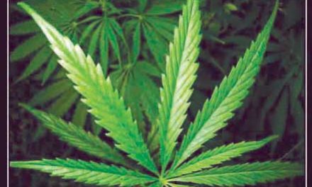 Town wants pot tax