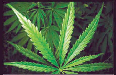 Town wants pot tax