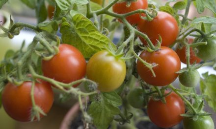 Oliver man gets probation for tomato fight