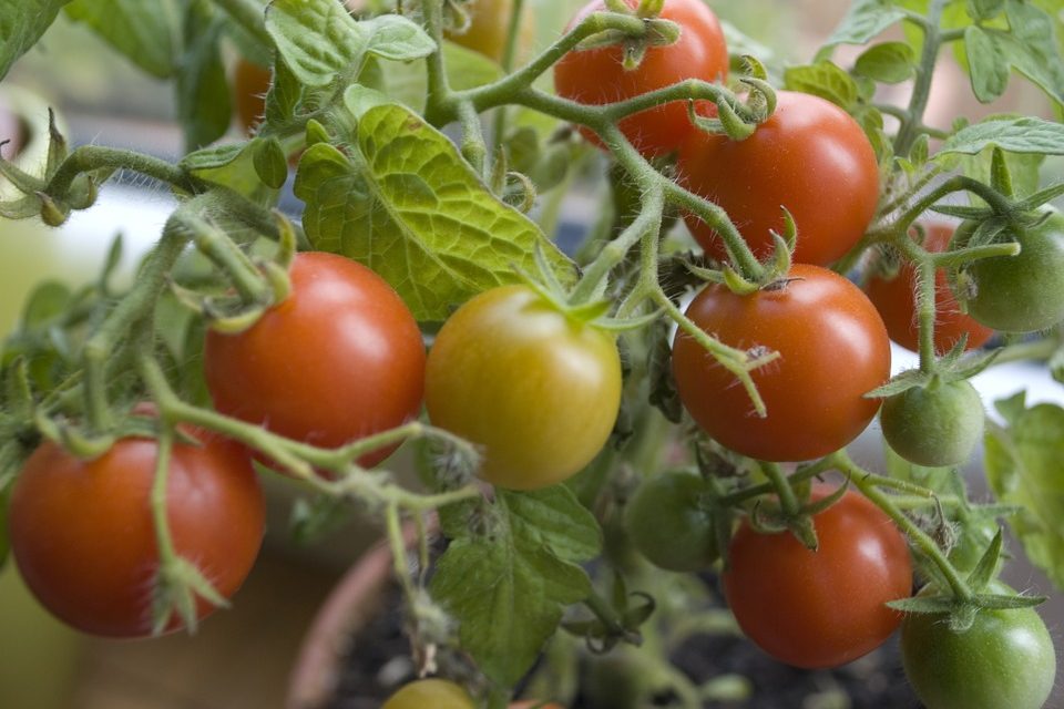 Oliver man gets probation for tomato fight