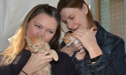 Cat lover to the rescue