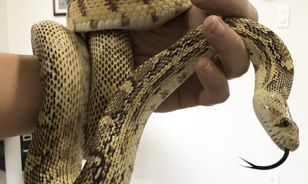 Nora is slithering new ambassador