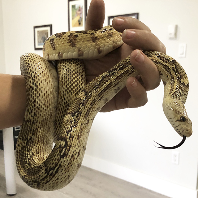 Nora is slithering new ambassador