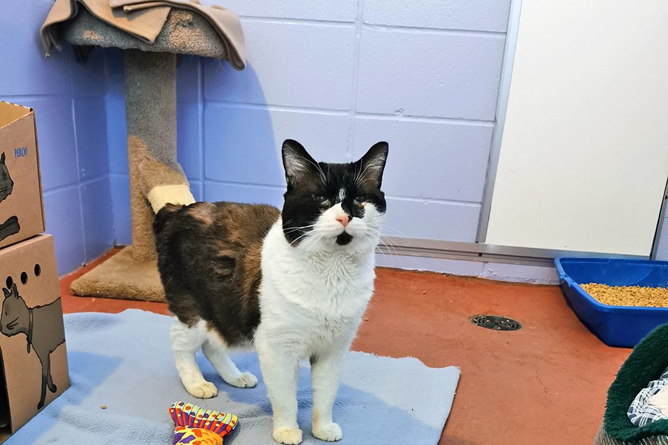 SPCA warning public after animal cruelty case