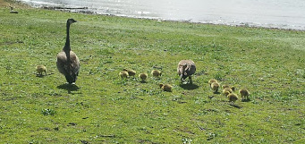 Town finally getting goose population under control