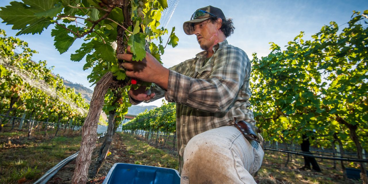 Winemakers hope weather stays warm to complete exceptional harvest year