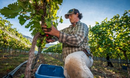 Winemakers hope weather stays warm to complete exceptional harvest year