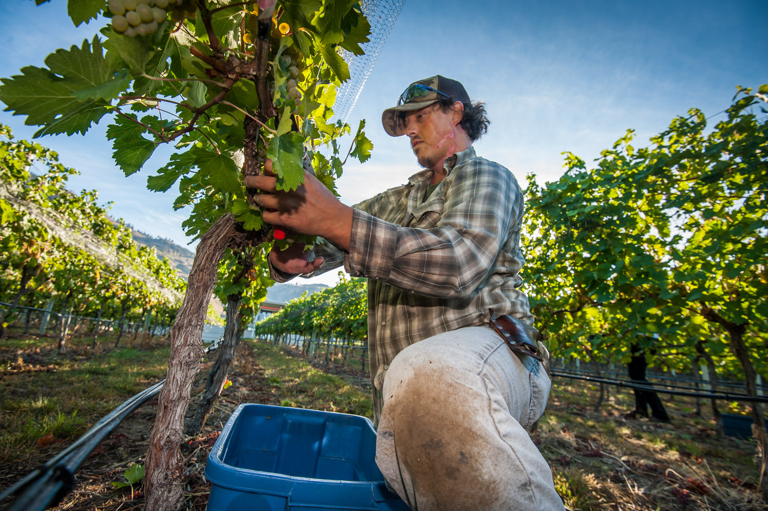 Bernie Dorosz picks Viognier grapes at Moon Curser Vineyards in Osoyoos. Warm dry weather this year has made for an early and excellent grape harvest. Winemakers are hoping the weather holds long enough to get this year's crop in. (Richard McGuire photo)