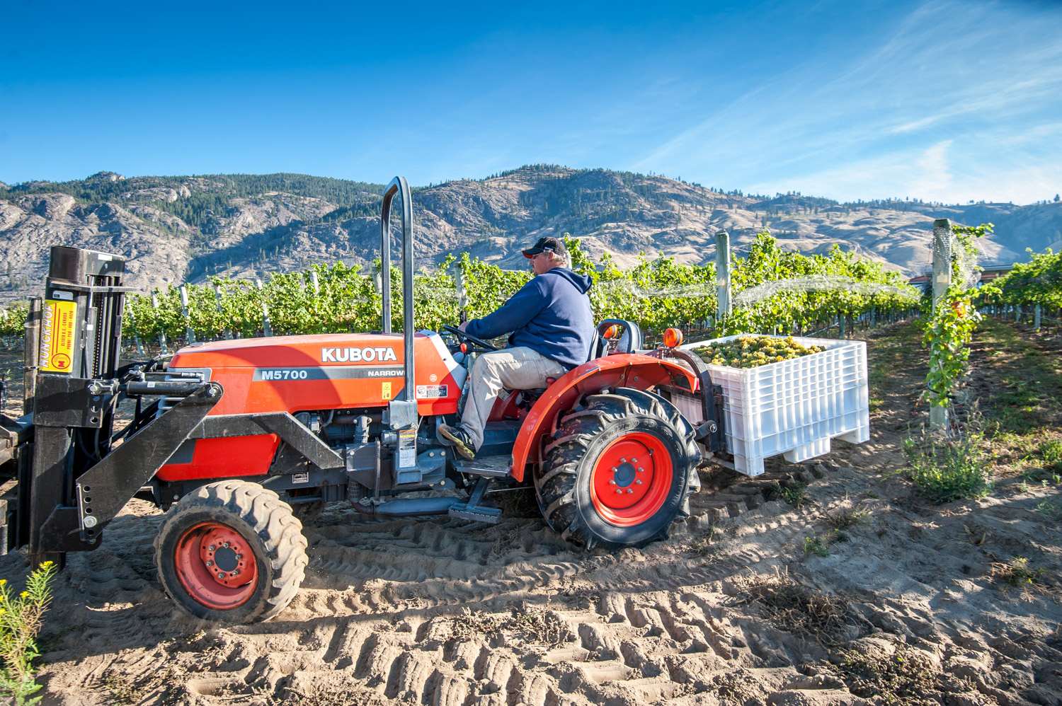 Brian Dorosz drives a freshly picked bin of Viognier grapes from the field at Moon Curser Vineyards. (Richard McGuire photo)