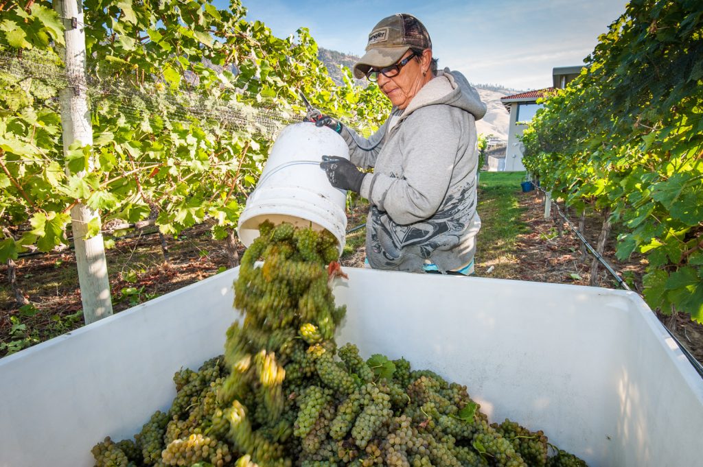 Rubye Dorosz empties a pail of Viognier grapes that she's just picked into a bin at Moon Curser Vineyards. Workers pick the grapes one day and crush the next. (Richard McGuire photo)