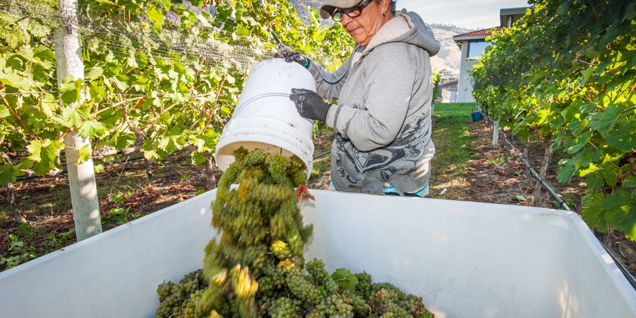 Wineries expect excellent harvest