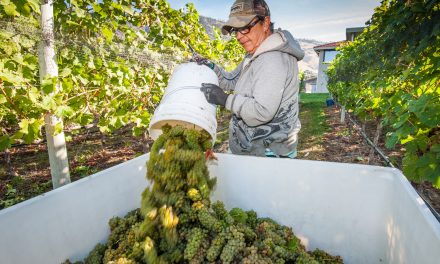 Wineries expect excellent harvest