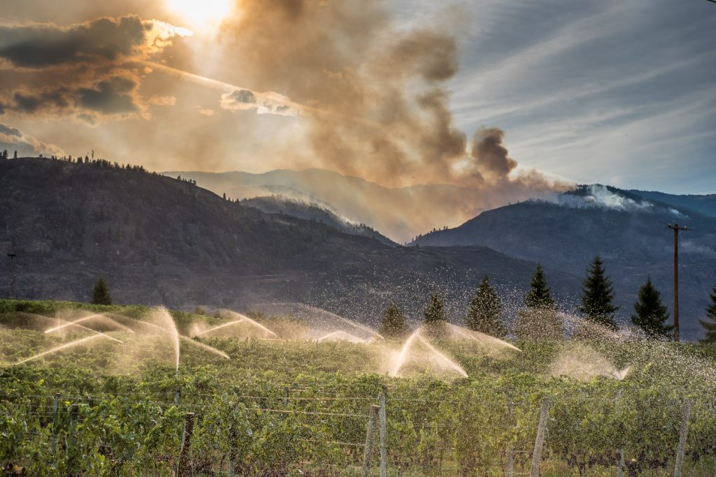 Vineyards continue to irrigate along Black Sage Road as fires continue burning above Testalinden Creek in the background. This photo was taken at 6:05 p.m. Sunday. (Richard McGuire photo)